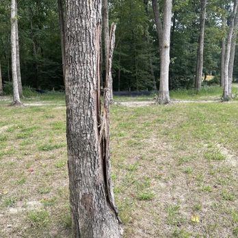 Ashburn Homes - Dead trees that Jordan said would be fine because the bark was still on there. - Home Developers Near Me - Dover, Delaware