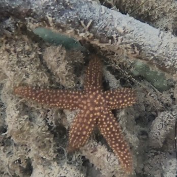 I Can See Clear Kayaking - Rafting/Kayaking Near Me - Islamorada, Florida I Can See Clear Kayaking - Rafting/Kayaking Near Me - Islamorada, Florida