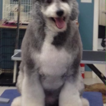 Top Knots & Tabbies - Zeppelin loving his Spa Day!! - Pet Groomers Near Me - Methuen, Massachusetts