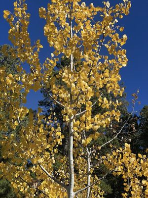 Golden Gate Canyon State Park by null
