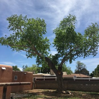 Blossom Trees - After! - Tree Services Near Me