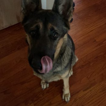 Absolutely Pawfect Pet Styling - Bella - Pet Groomers Near Me - Palos Hills, Illinois Absolutely Pawfect Pet Styling - Bella - Pet Groomers Near Me - Palos Hills, Illinois