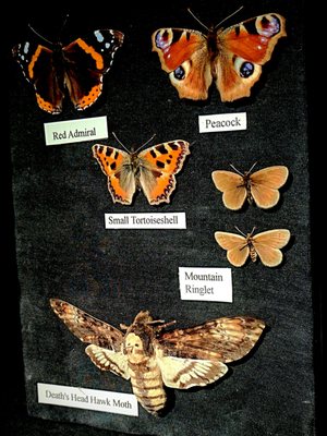 West Highland Museum by null