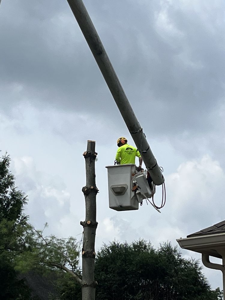 Ohio Valley Tree Experts - tree service in Dayton, OH