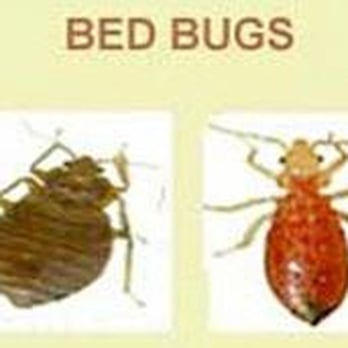 Maguire Pest Control - Pest Control Near Me Maguire Pest Control - Pest Control Near Me