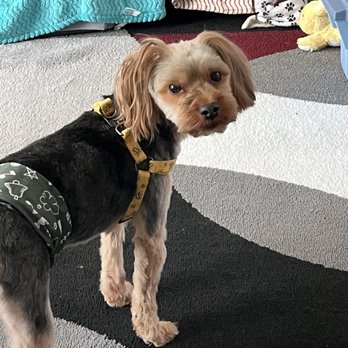Paw Paradise Spa - Pet Groomers Near Me - Omaha, Nebraska