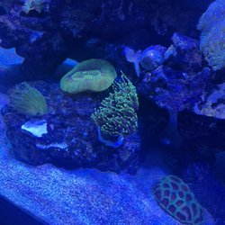 Reefwise - Torch coral and favia