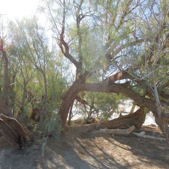 Furnace Creek Campground - Tree in campsite - Campgrounds Near Me - Death Valley, California Furnace Creek Campground - Tree in campsite - Campgrounds Near Me - Death Valley, California