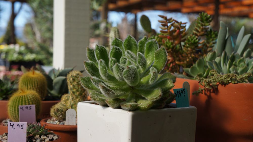 Photos of WINE COUNTRY GARDEN CENTER Updated August 2024 19 Photos