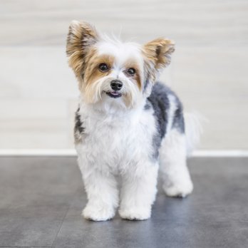 PetSmart - Pet Groomers Near Me - Phoenix, Arizona PetSmart - Pet Groomers Near Me - Phoenix, Arizona