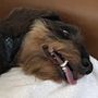 Photo of Woof Gang Bakery & Grooming Sumter