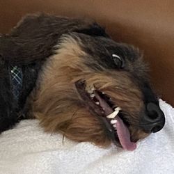Woof Gang Bakery & Grooming Sumter - He is done for the day