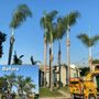 Photo of Alexander's Tree Service