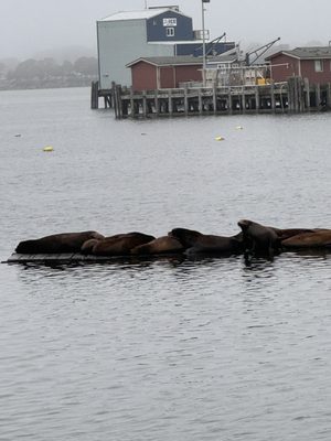 Chart Room Restaurant by null