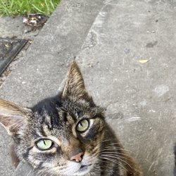 Sonoma County Animal Services - My baby
