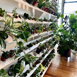 Ivy Court Plants Home