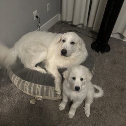 New Winchester Animal Clinic - Dogs