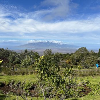 Ali'i Kula Lavender - Can't get enough - Tours Near Me - Kula, Hawaii Ali'i Kula Lavender - Can't get enough - Tours Near Me - Kula, Hawaii
