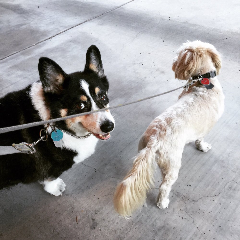 SAMS PAWS 20 Photos Tucson, Arizona Pet Sitting Phone Number Yelp