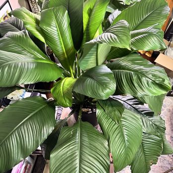 Floradayleaf - Spath sensation! - Floral Designers Near Me Floradayleaf - Spath sensation! - Floral Designers Near Me