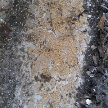 Termite Pro - Pest Control Near Me - Fullerton, California Termite Pro - Pest Control Near Me - Fullerton, California