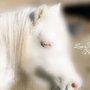 Photo of Horses Healing Hearts