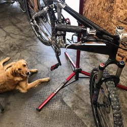 A7 Cycles - Shop dog, Loki, supervises all bike service work.