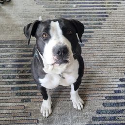 Our pup Reggie! Our pup Reggie!