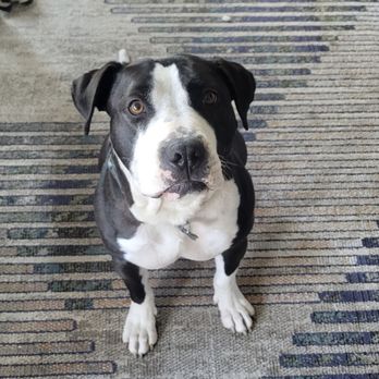 Cause & Effect Dog Training - Our pup Reggie! - Pet Training Near Me Cause & Effect Dog Training - Our pup Reggie! - Pet Training Near Me