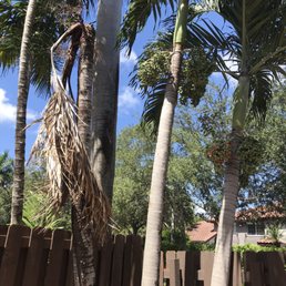 Dead palm tree on the left Dead palm tree on the left
