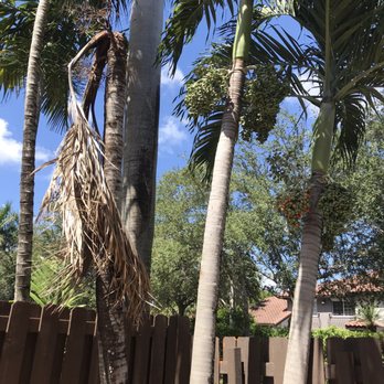American Arbor Services - Dead palm tree on the left - Tree Services Near Me - Pembroke Pines, Florida American Arbor Services - Dead palm tree on the left - Tree Services Near Me - Pembroke Pines, Florida