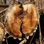 Tree Experts