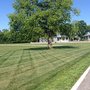 Photo of Executive Landscape Services