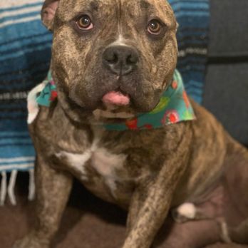 Jasmine Pet Grooming - Meatball Baby - Pet Groomers Near Me - Brea, California