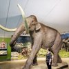 La Brea Tar Pits & Museum gift card
