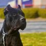 Photo of Von Jäger K9