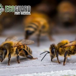 EcoGuard Pest Control