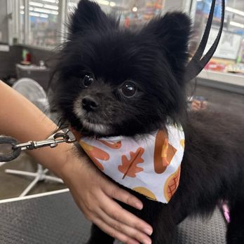 Pet Supplies Plus Streamwood Grooming - Pet Stores Near Me - Streamwood, Illinois Pet Supplies Plus Streamwood Grooming - Pet Stores Near Me - Streamwood, Illinois