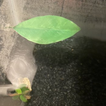 Petco - Leaf bed for my betta - Pet Training Near Me - Fontana, California Petco - Leaf bed for my betta - Pet Training Near Me - Fontana, California