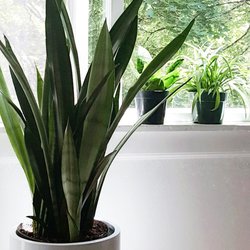Glass Barn - Two beautiful Snake plants and a Baby Spider Plant from The Glass Barn!
