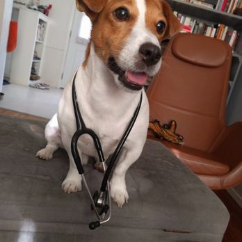 Vetted - Chicago - Veterinarians Near Me Vetted - Chicago - Veterinarians Near Me