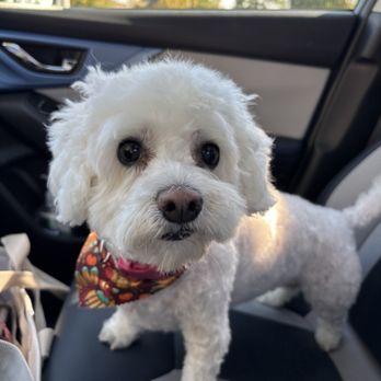 The Sunflower Pet Salon - Pet Groomers Near Me - Carmichael, California The Sunflower Pet Salon - Pet Groomers Near Me - Carmichael, California