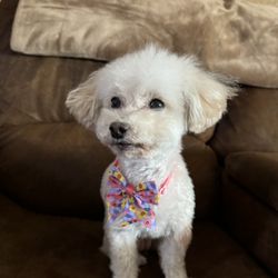 Pawsitive Vibes - Zoey after grooming
