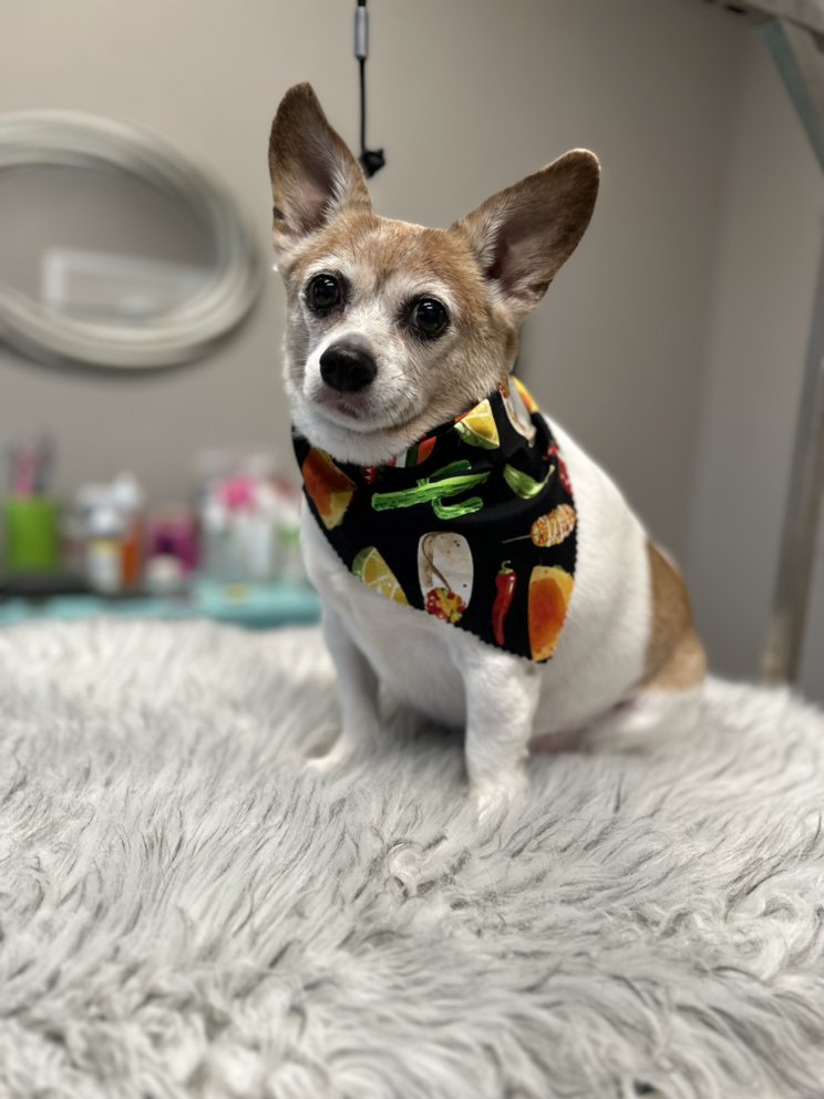 SHAGGY TO CHIC PET SALON Updated August 2024 1260 US 31W Bypass