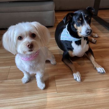 Suds N Bubbles - Groomed and washed doggies - Pet Groomers Near Me - Las Vegas, Nevada