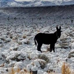 Goldfield RV Park - Wild Donkeys