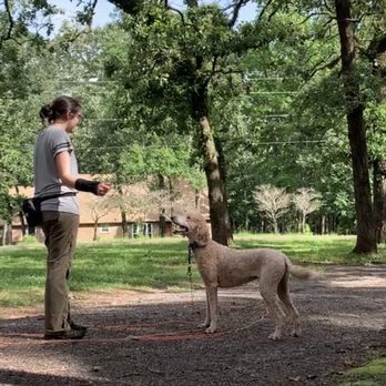 Focused K9 - Dogs learn increased focus during training - Pet Training Near Me