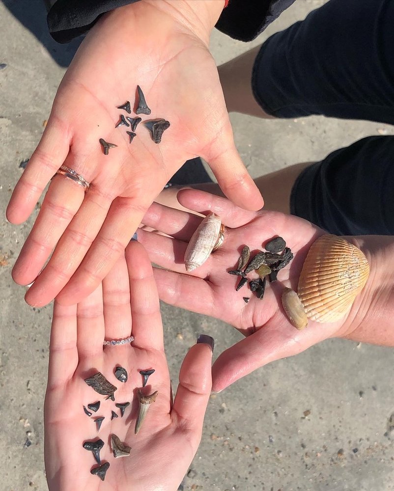 TYBEE SHARK TEETH TOURS 16 Photos Savannah, Walking Tours Phone Number Yelp
