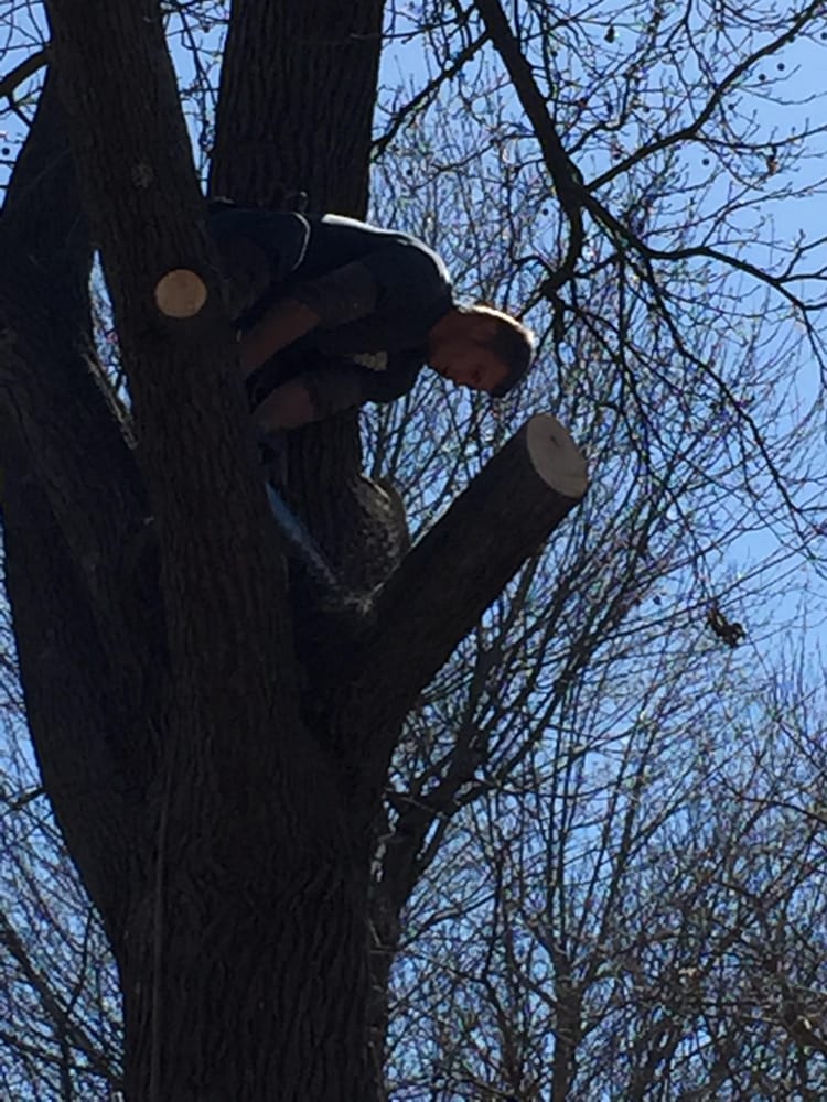 Little Beaver Tree Service and Lawn Maintenance - tree service in Rogersville, MO