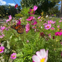 Davis Park Community Garden